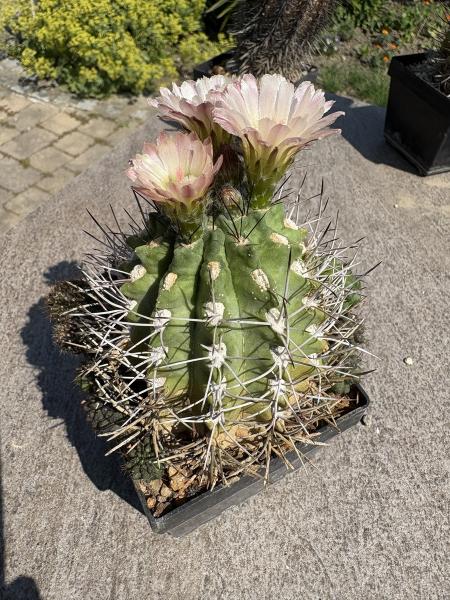Eriosyce curvispina